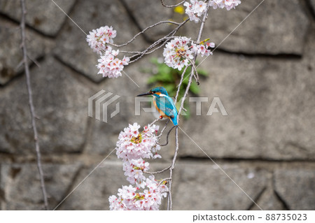 The blue kingfisher and cherry blossoms are very beautiful 88735023