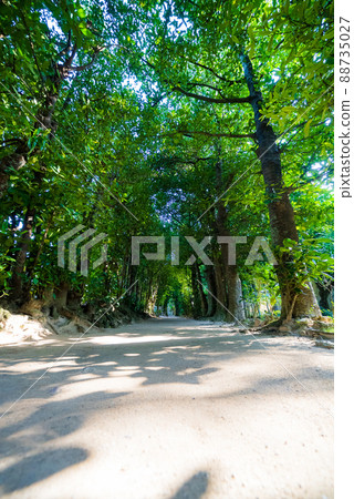 4 rows of Fukugi trees in Bise, Motobu 88735027