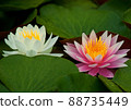 Pink and white (red and white) water lilies 88735449
