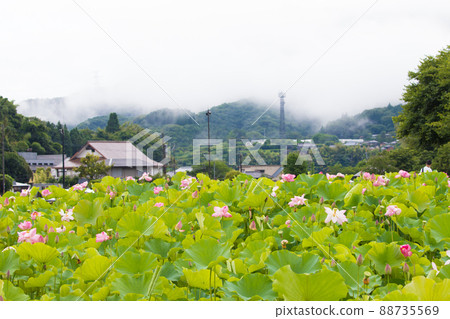 大分縣 Usukiishibotoke 公園的荷花田 88735569