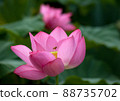 Hass and bees flying over them 88735702