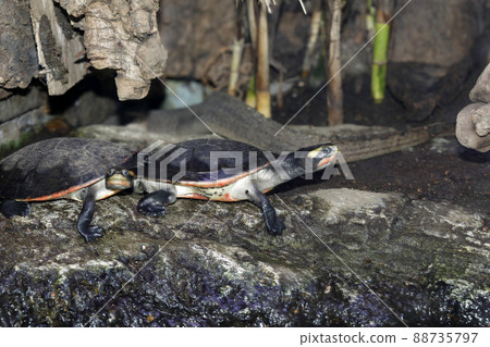 Red-bellied short-necked turtle Red-bellied short-necked turtle 88735797