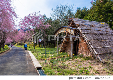 Uwadai ruins and rows of cherry blossom trees Uwadai ruins and rows of cherry blossom trees 88735826