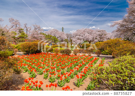 Numata Castle Ruins Park Cherry Blossom Festival 1 Numata Castle Ruins Park Cherry Blossom Festival 1 88735827