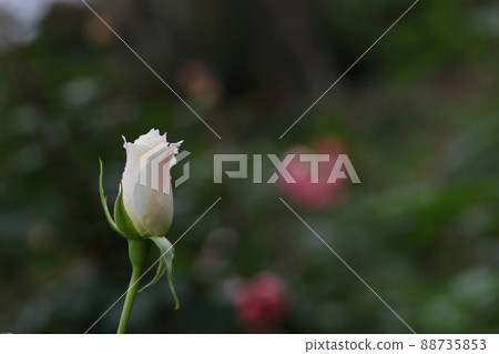 帕斯卡利玫瑰花蕾和雨滴 帕斯卡利玫瑰花蕾和雨滴 88735853