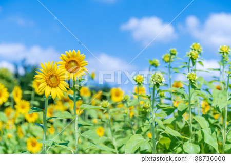 Summer sky and sunflower Summer sky and sunflower 88736000