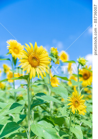 Summer sky and sunflower Summer sky and sunflower 88736007