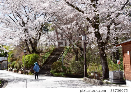 Takasaki City, Gunma Prefecture Takasaki Shiroi Daikannon approach and cherry blossoms in full bloom 88736075