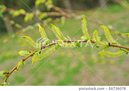 Pale yellow shibayanagi ears (spring, March) Pale yellow shibayanagi ears (spring, March) 88736076