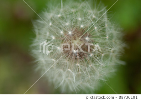 Dandelion's fluff Dandelion's fluff 88736191