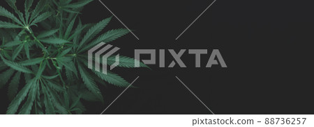 open cannabis bush black background with place for inscription, Banner photo. Illegal cultivation cannabis at home, cannabis bushes. Alternative medicine represented by medical open cannabis bush black background with place for inscription, Banner photo. Illegal cultivation cannabis at home, cannabis bushes. Alternative medicine represented by medical 88736257