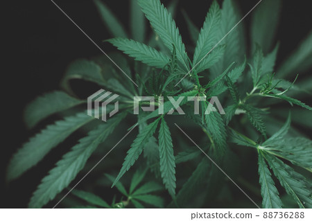 Large leaves of marijuana on a black background. Growing medical cannabis. Hemp CBD, cannabis cultivation, marijuana leaves, light leakage of color tones. Large leaves of marijuana on a black background. Growing medical cannabis. Hemp CBD, cannabis cultivation, marijuana leaves, light leakage of color tones. 88736288