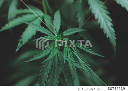Large leaves of marijuana on a black background. Growing medical cannabis. Hemp CBD, cannabis cultivation, marijuana leaves, light leakage of color tones. soft selective focus Large leaves of marijuana on a black background. Growing medical cannabis. Hemp CBD, cannabis cultivation, marijuana leaves, light leakage of color tones. soft selective focus 88736289