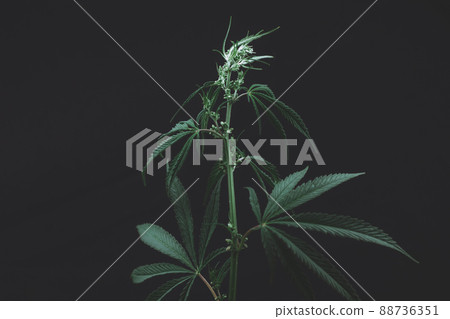 Large leaves of marijuana on a black background. Growing medical cannabis. Hemp CBD, cannabis cultivation, marijuana leaves, light leakage of color tones. Large leaves of marijuana on a black background. Growing medical cannabis. Hemp CBD, cannabis cultivation, marijuana leaves, light leakage of color tones. 88736351