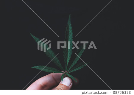Green leaves technical hemp lie on black modern black background. Green background from leaves. Cannabis close-up. Green leaves of hemp, marijuana leaves. Copy space for your text. Hand holding leaf Green leaves technical hemp lie on black modern black background. Green background from leaves. Cannabis close-up. Green leaves of hemp, marijuana leaves. Copy space for your text. Hand holding leaf 88736358