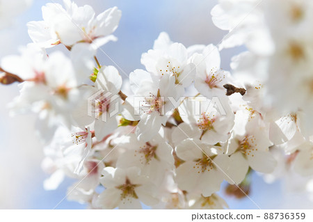 Sakura / Yoshino cherry tree / Full bloom_2 Sakura / Yoshino cherry tree / Full bloom_2 88736359