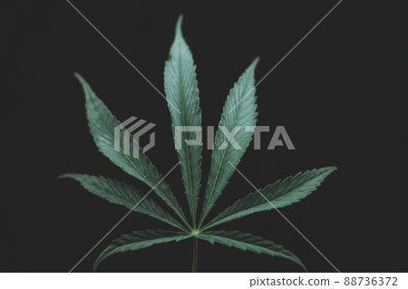 Alternative medicine represented by medical marijuana, female cannabis shrub texture. copy space, close up. Branches of Medical Marijuana with flower bud sites Cannabis cultivation Alternative medicine represented by medical marijuana, female cannabis shrub texture. copy space, close up. Branches of Medical Marijuana with flower bud sites Cannabis cultivation 88736372