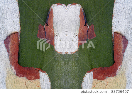 sycamore shape 88736407