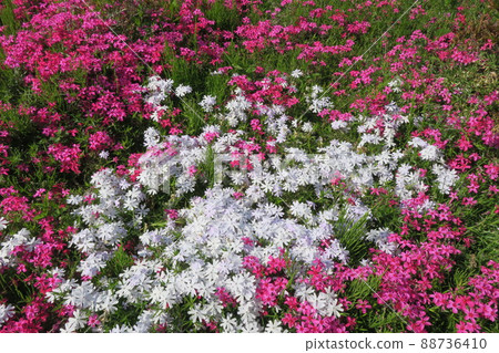 Spring flowerbed White and pink primrose flowers Spring flowerbed White and pink primrose flowers 88736410