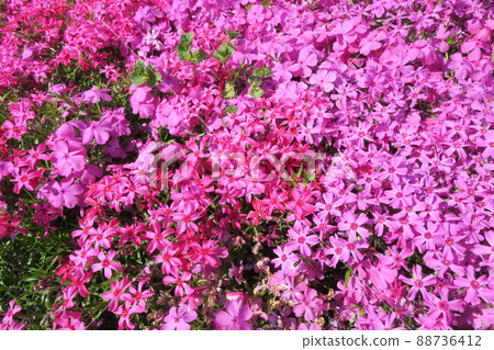 Spring flowerbed pink primrose flowers 88736412