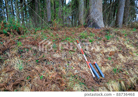 Land surveying forest pile image Land surveying forest pile image 88736468