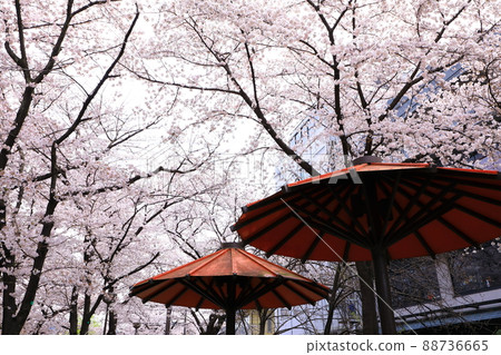 Gion Shirakawa cherry blossoms in full bloom Gion Shirakawa cherry blossoms in full bloom 88736665