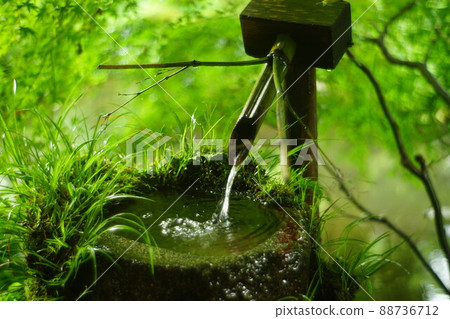 Moss garden of Kyoto Ohara Sanzenin 88736712