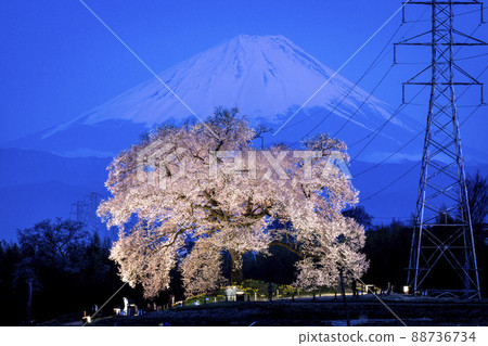 Sakura Wanitsuka and Mt. Fuji illuminated 88736734