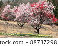 Hualien and Narcissus 88737298