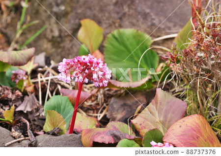 Pink Himalayan Saxifrages flowers (spring, March) Pink Himalayan Saxifrages flowers (spring, March) 88737376