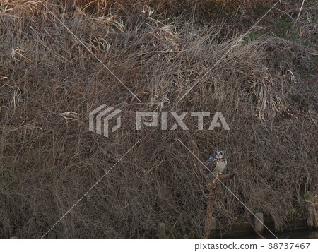 Short-eared owl, cute with a laid-back look 88737467