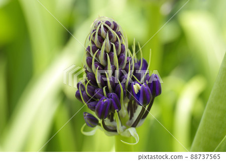 席勒 (, Otsurubo, Scilla peruviana) 的大紫色花朵圖案充滿活力和美麗。 88737565