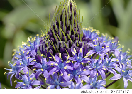 席勒 (, Otsurubo, Scilla peruviana) 的大紫色花朵圖案充滿活力和美麗。 席勒 (, Otsurubo, Scilla peruviana) 的大紫色花朵圖案充滿活力和美麗。 88737567