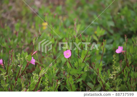 Akabana Yuge Jou的花 88737599