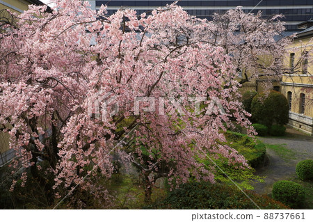 Old main building of Kyoto Prefectural Government, cherry blossoms in full bloom Old main building of Kyoto Prefectural Government, cherry blossoms in full bloom 88737661