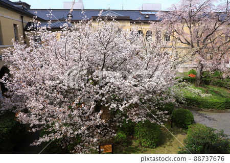 Old main building of Kyoto Prefectural Government, cherry blossoms in full bloom Old main building of Kyoto Prefectural Government, cherry blossoms in full bloom 88737676