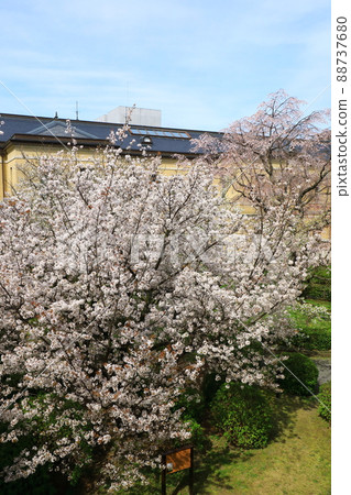 Old main building of Kyoto Prefectural Government, cherry blossoms in full bloom Old main building of Kyoto Prefectural Government, cherry blossoms in full bloom 88737680