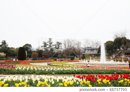 Tulips are in full bloom Tulips are in full bloom 88737703