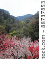 Flower peach 88737853