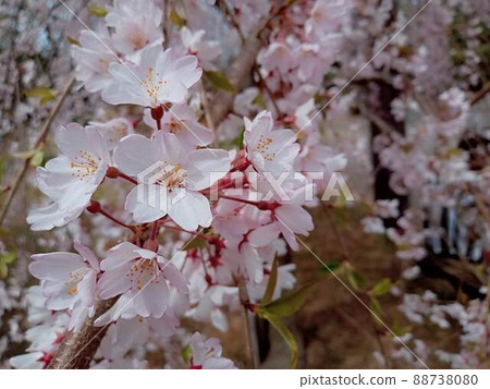 望著垂枝櫻花 88738080