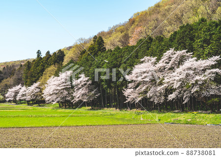 櫻花盛開,山樹發芽的春天里山風景 a-2 電影風格 櫻花盛開,山樹發芽的春天里山風景 a-2 電影風格 88738081