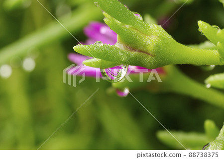拖曳冰植物上的水滴(水滴、雫、水滴、水滴)的外觀很有趣。 拖曳冰植物上的水滴(水滴、雫、水滴、水滴)的外觀很有趣。 88738375