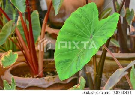 Colocasia esculenta Maui Gold Colocasia esculenta Maui Gold 88738431