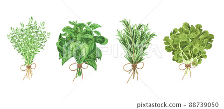 Bouquet fresh thyme, basil, rosemary, coriander. Watercolor illustration for cooking design Isolated. Art for design Bouquet fresh thyme, basil, rosemary, coriander. Watercolor illustration for cooking design Isolated. Art for design 88739050