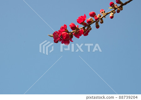 盛開的春天，盛開的猩紅色開花樹的尖端 88739204