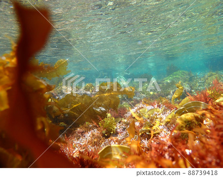 Underwater landscape 88739418