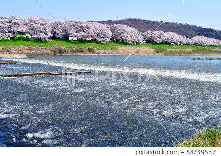 宮城縣 春天盛開的一目千本櫻花映照在白石川的水面上 88739537