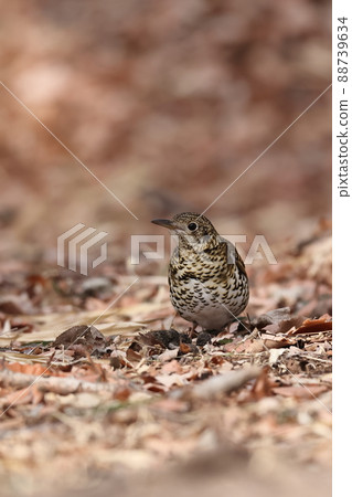 Scaly thrush that landed on the ground Scaly thrush that landed on the ground 88739634