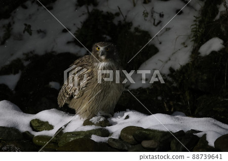 Blakiston's owl that landed on the ground Blakiston's owl that landed on the ground 88739641