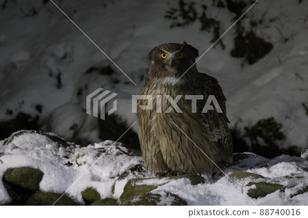 Blakiston 的貓頭鷹注意周圍的環境 88740016